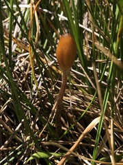 Galeropsis polytrichoides