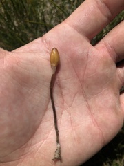 Galeropsis polytrichoides