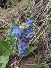 Penstemon glaber
