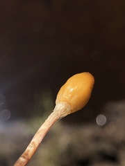 Galeropsis polytrichoides