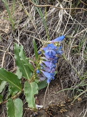 Penstemon glaber