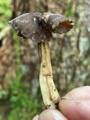 Helvella solitaria
