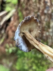 Helvella solitaria
