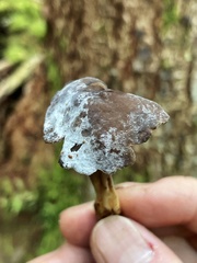 Helvella solitaria