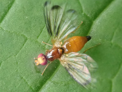 Temnosira saltuum