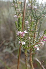 Muraltia juniperifolia