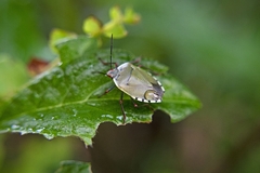 Chinavia erythrocnemis
