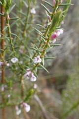Muraltia juniperifolia