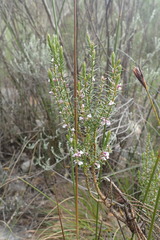 Muraltia juniperifolia
