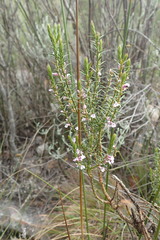 Muraltia juniperifolia