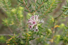 Phylica lachneaeoides