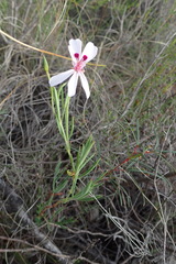 Pelargonium laevigatum laevigatum