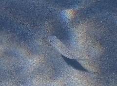 Torquigener flavimaculosus