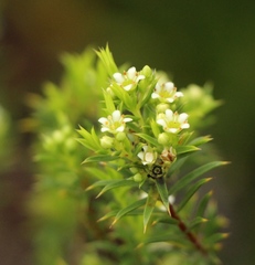 Diosma aristata