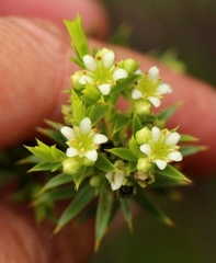Diosma aristata