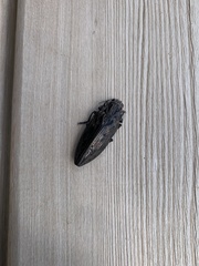Chalcophora angulicollis