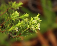 Diosma aristata