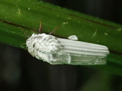 Orthezia urticae