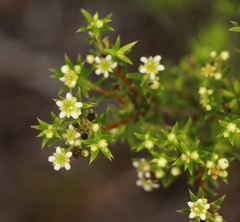 Diosma aristata