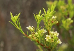 Diosma aristata