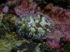 Carminodoris estrelyado