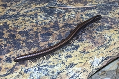 Californiulus yosemitensis