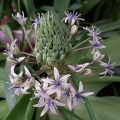 Scilla peruviana elongata