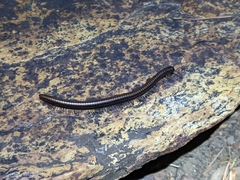 Californiulus yosemitensis