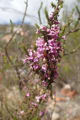 Muraltia juniperifolia