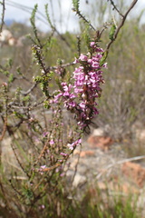 Muraltia juniperifolia