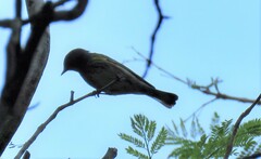 Setophaga coronata