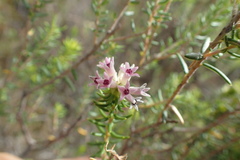 Phylica lachneaeoides