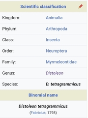 Distoleon