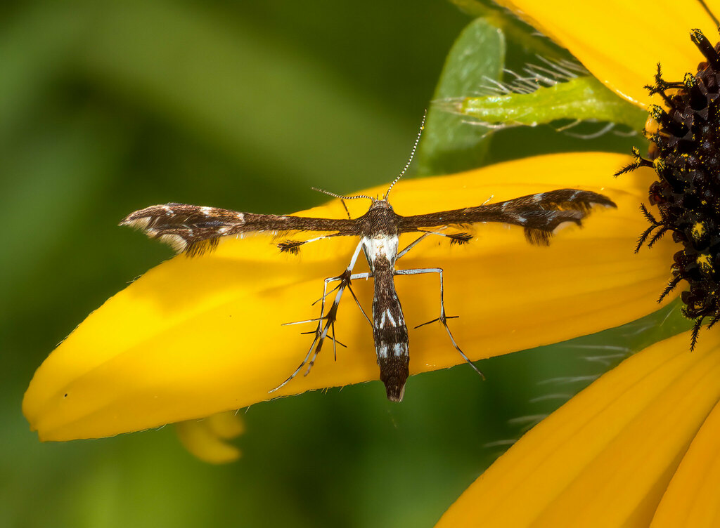Himmelman's and Busck's Plume Moths