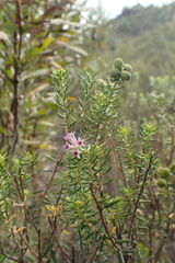 Phylica lachneaeoides