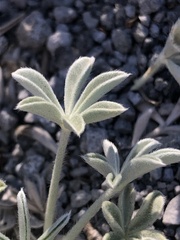 Lupinus duranii
