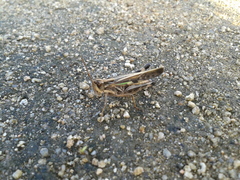 Aiolopus thalassinus tamulus