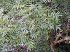Fraxinus excelsior