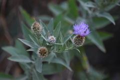 Cheirolophus sempervirens