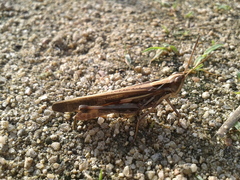 Aiolopus thalassinus tamulus