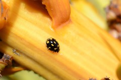 Coccinella leonina
