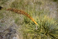 Aciphylla aurea