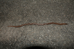 Oligodon pseudotaeniatus