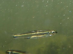 Notropis stilbius