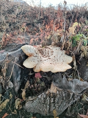 Cerioporus squamosus