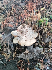 Cerioporus squamosus