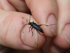 Typocerus lugubris