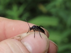 Typocerus lugubris