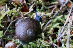 Rhytida patula