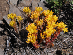 Sedum lanceolatum lanceolatum